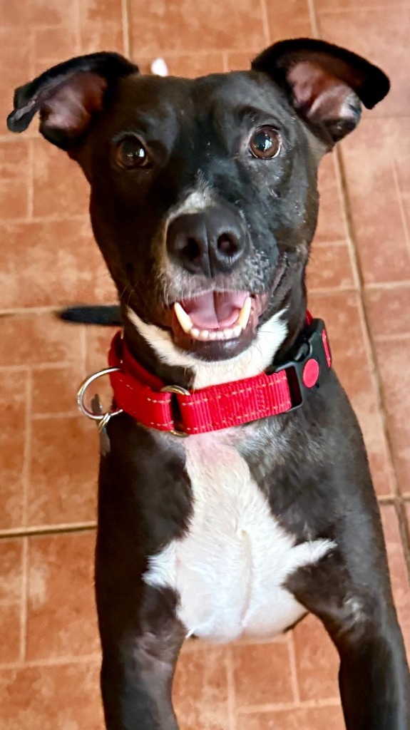 River, an adoptable Mixed Breed in San Juan de Abajo, NAY, 63732 | Photo Image 5