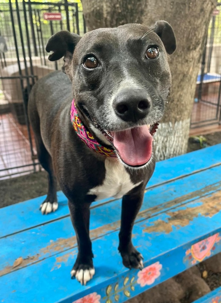 River, an adoptable Mixed Breed in San Juan de Abajo, NAY, 63732 | Photo Image 5