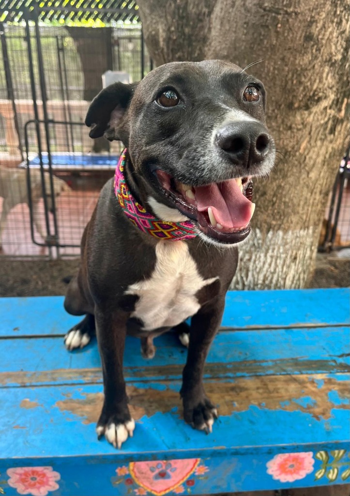 River, an adoptable Mixed Breed in San Juan de Abajo, NAY, 63732 | Photo Image 6