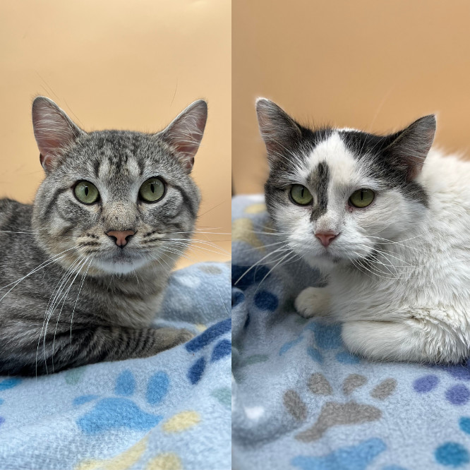 Jane--In Foster***ADOPTION PENDING***, an adoptable Domestic Long Hair in Fargo, ND, 58102 | Photo Image 1