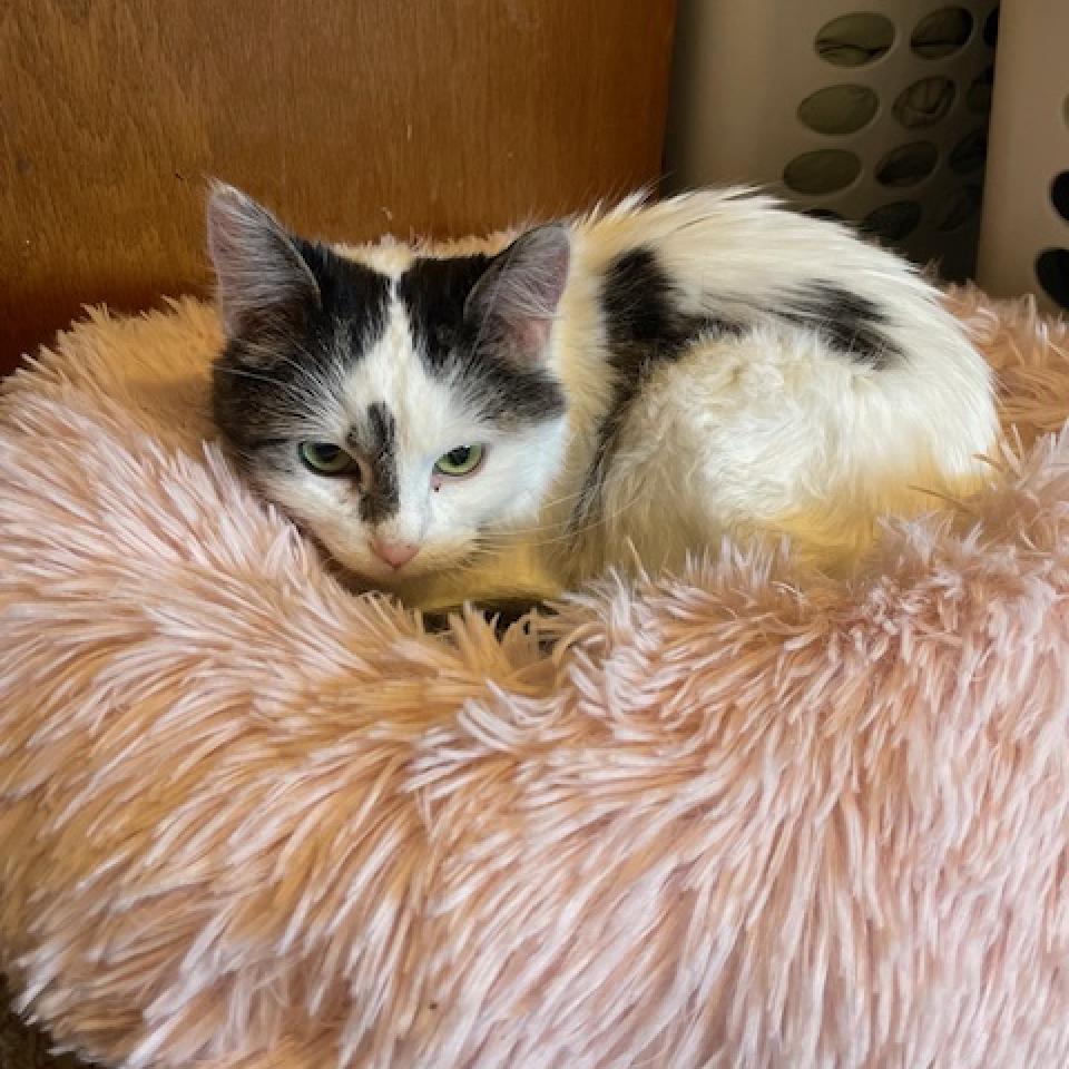 Jane--In Foster***ADOPTION PENDING***, an adoptable Domestic Long Hair in Fargo, ND, 58102 | Photo Image 3