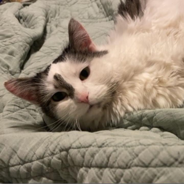 Jane--In Foster, an adoptable Domestic Long Hair in Fargo, ND, 58102 | Photo Image 4