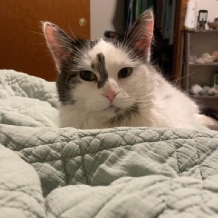 Jane--In Foster, an adoptable Domestic Long Hair in Fargo, ND, 58102 | Photo Image 5