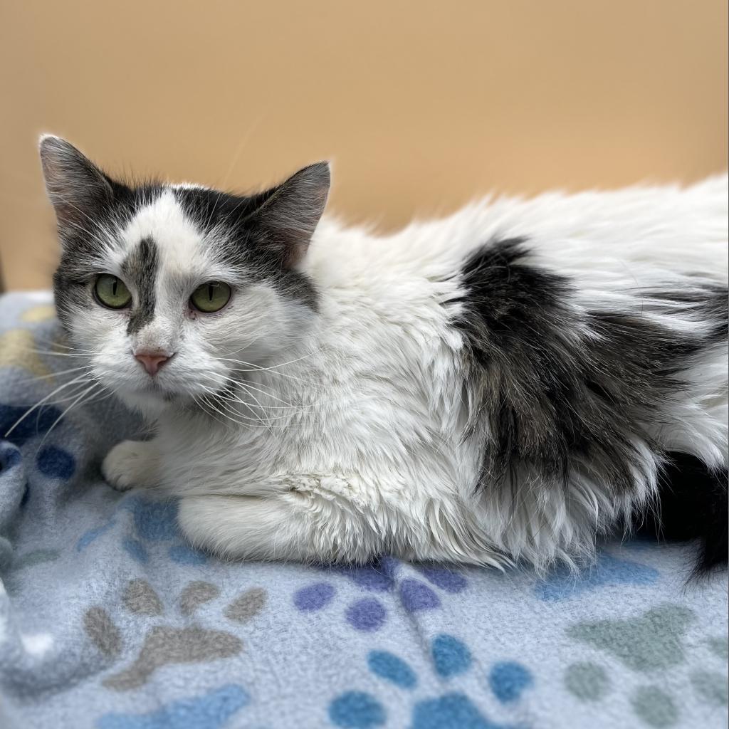 Jane--In Foster, an adoptable Domestic Long Hair in Fargo, ND, 58102 | Photo Image 6