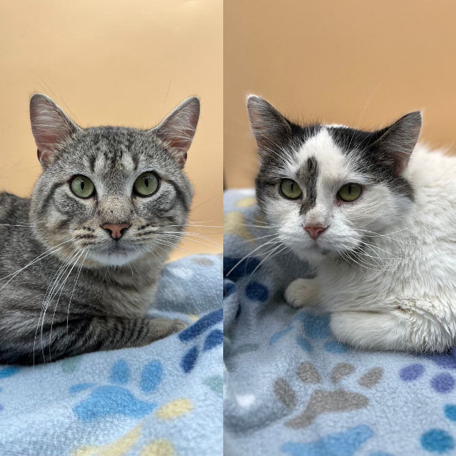 Tarzan--In Foster, an adoptable Domestic Short Hair in Fargo, ND, 58102 | Photo Image 1