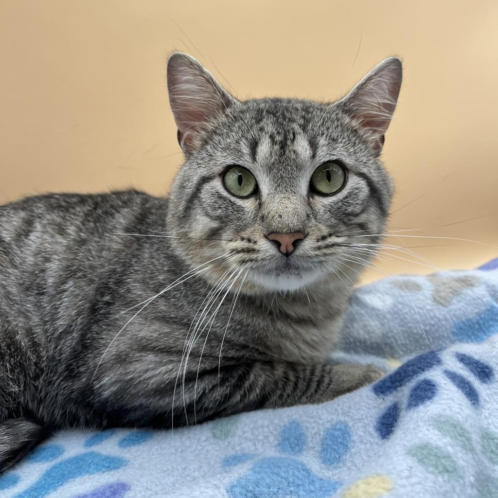 Tarzan--In Foster, an adoptable Domestic Short Hair in Fargo, ND, 58102 | Photo Image 2