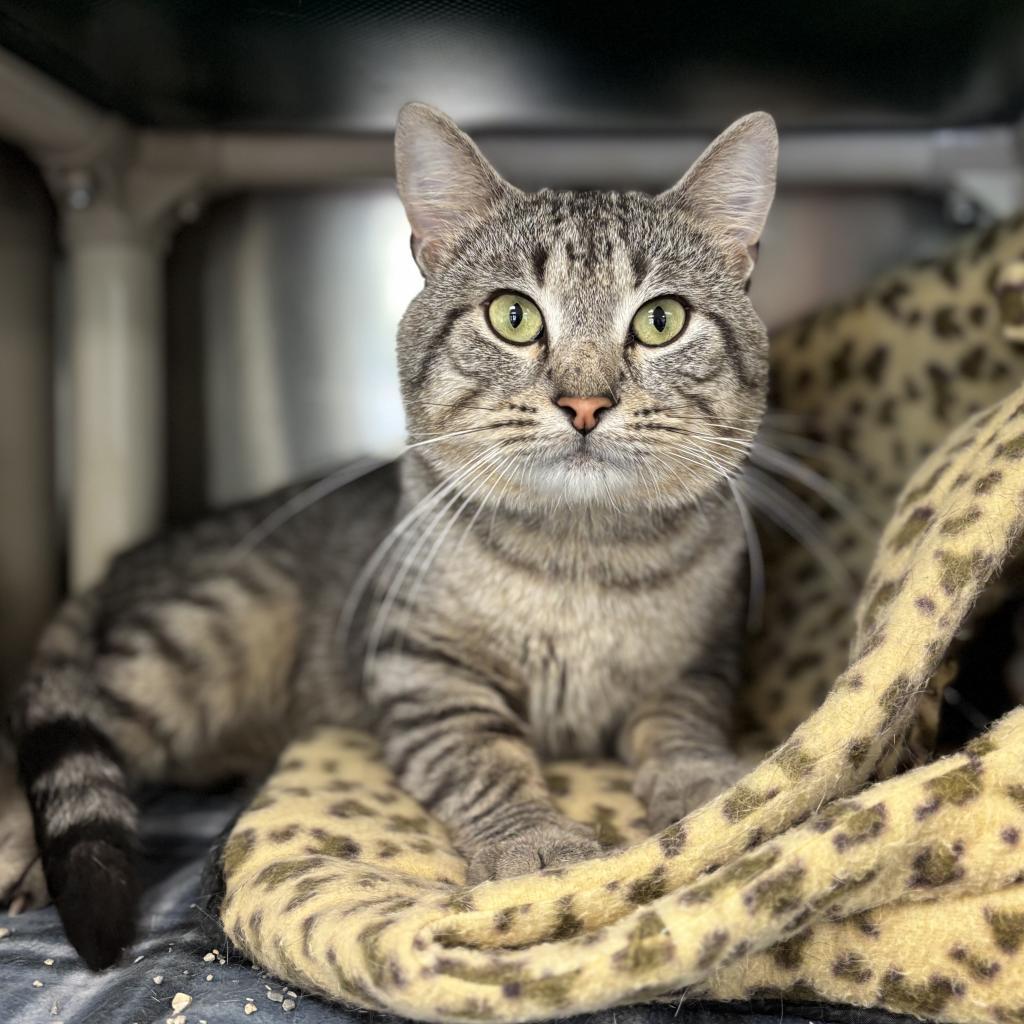 Tarzan--In Foster, an adoptable Domestic Short Hair in Fargo, ND, 58102 | Photo Image 3