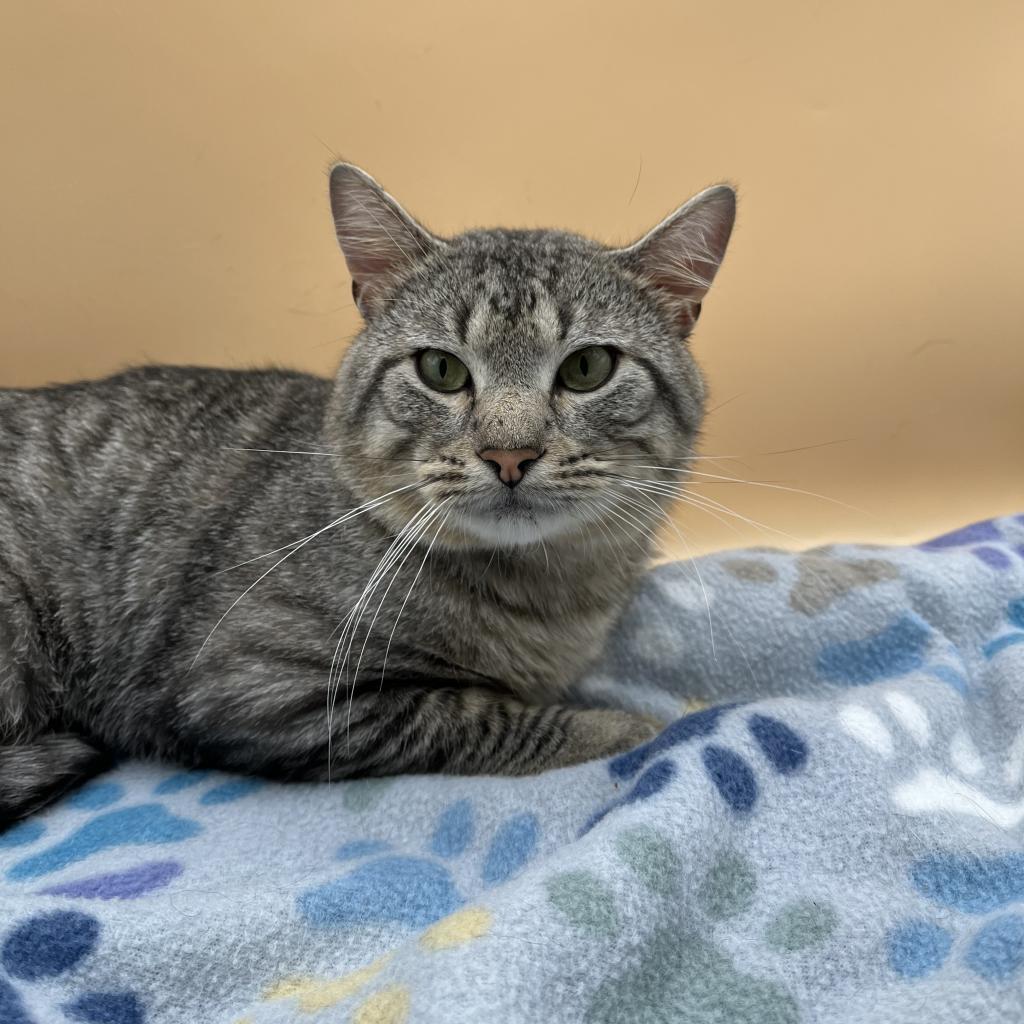 Tarzan--In Foster, an adoptable Domestic Short Hair in Fargo, ND, 58102 | Photo Image 4