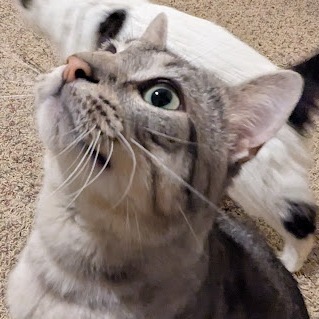 Tarzan--In Foster, an adoptable Domestic Short Hair in Fargo, ND, 58102 | Photo Image 5