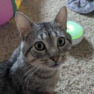 Tarzan--In Foster, an adoptable Domestic Short Hair in Fargo, ND, 58102 | Photo Image 6