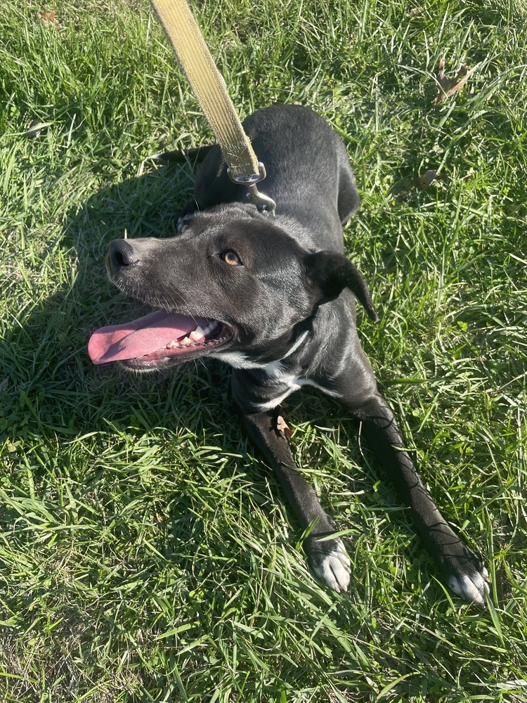 Pup