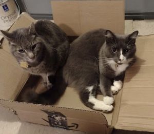 Smokey and Flopper, Adult Male Domestic Short Hair