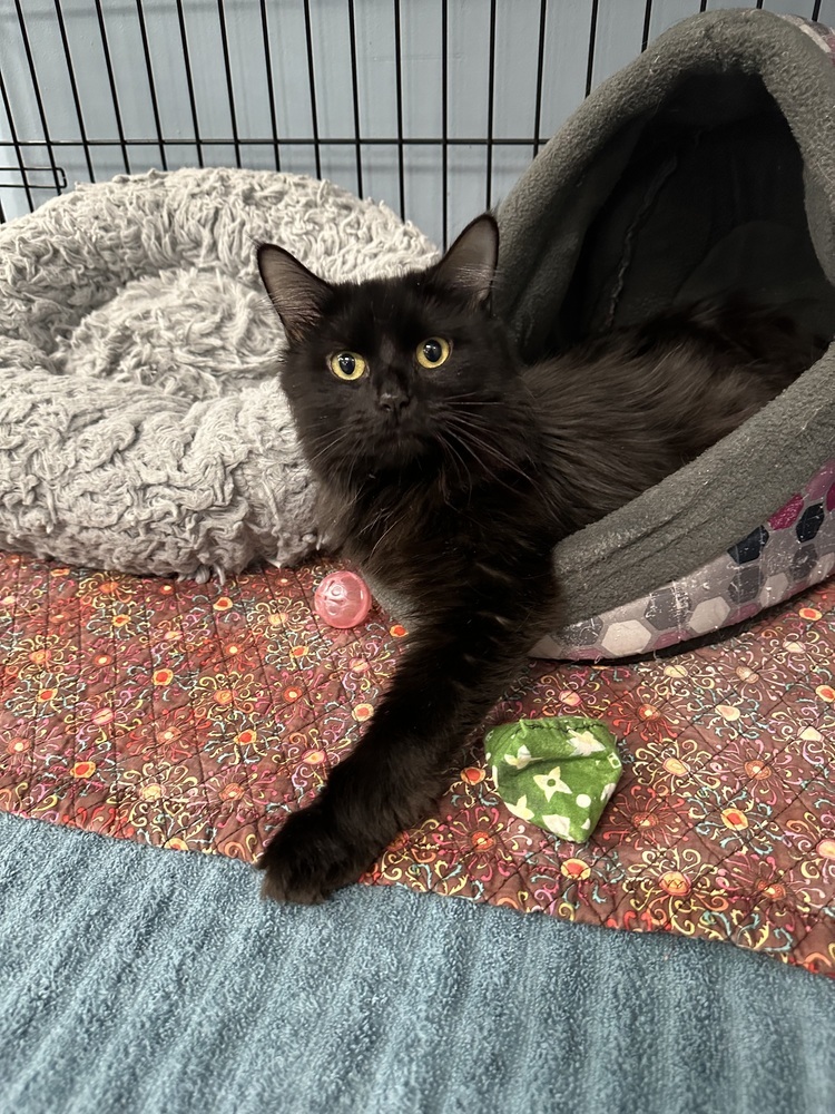 Jagger, an adoptable Domestic Long Hair in Trenton, ME, 04605 | Photo Image 1