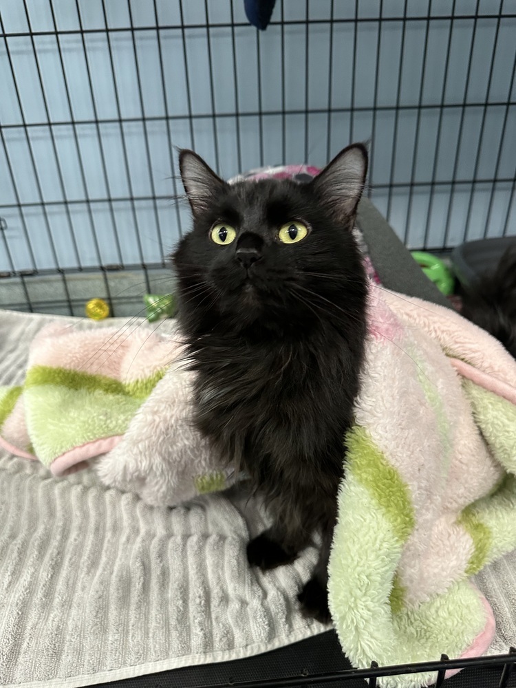 Jagger, an adoptable Domestic Long Hair in Trenton, ME, 04605 | Photo Image 2