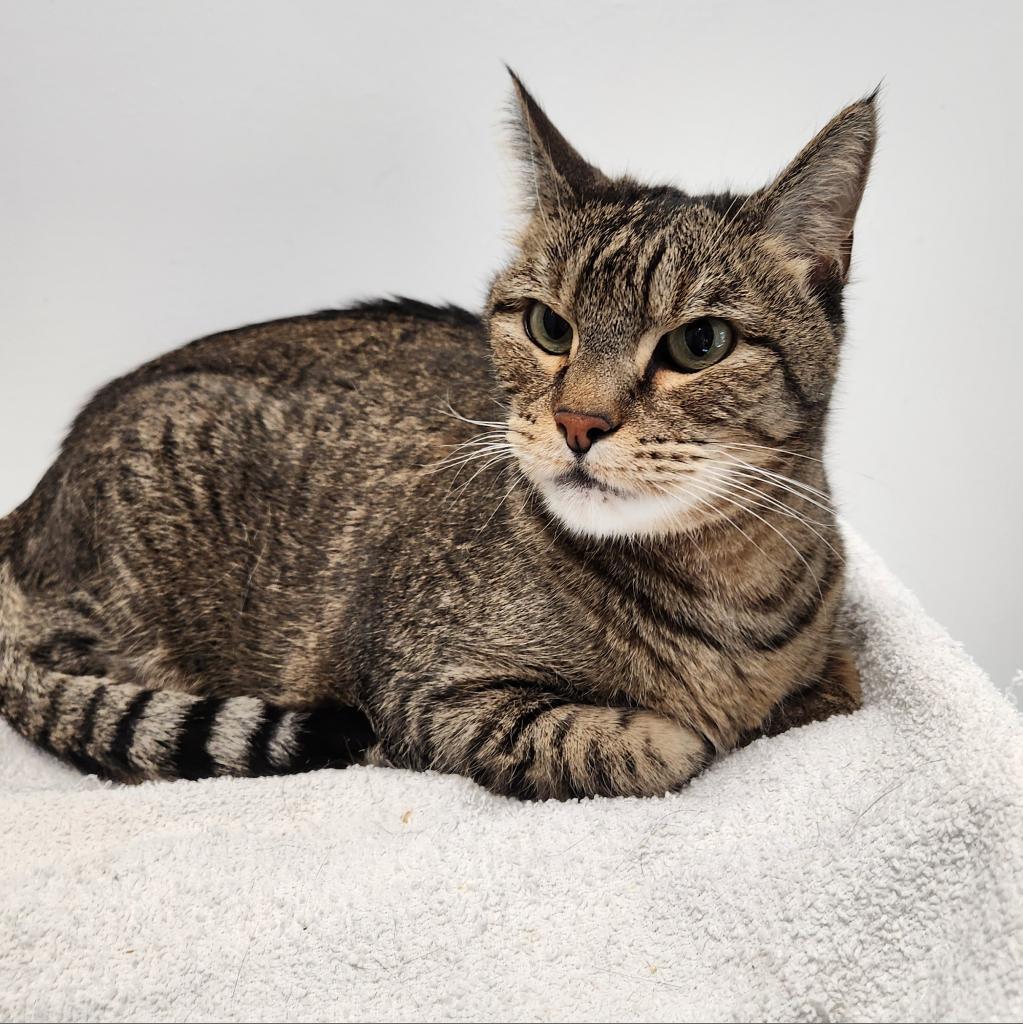 Gabby, an adoptable Domestic Short Hair in Great Falls, MT, 59404 | Photo Image 2