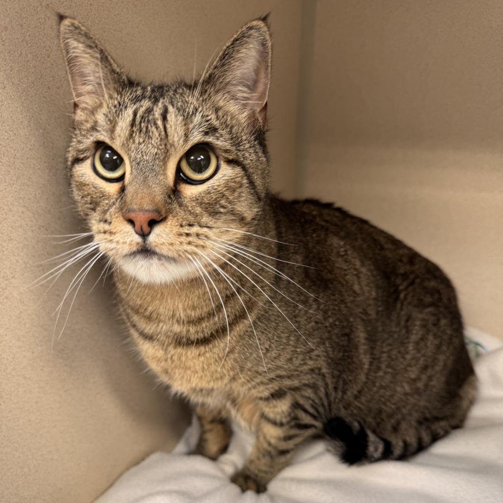 Gabby, an adoptable Domestic Short Hair in Great Falls, MT, 59404 | Photo Image 3