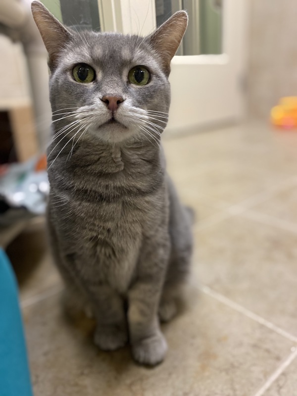 Kakapo, an adoptable Domestic Short Hair in Duluth, MN, 55802 | Photo Image 1