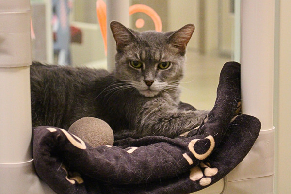 Kakapo, an adoptable Domestic Short Hair in Duluth, MN, 55802 | Photo Image 2