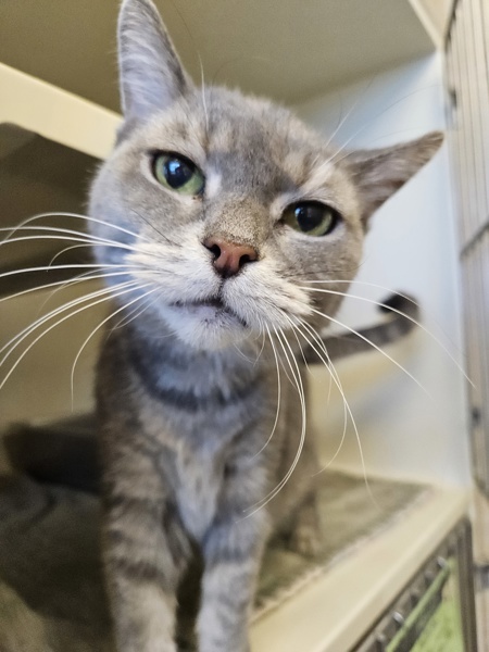 Kakapo, an adoptable Domestic Short Hair in Duluth, MN, 55802 | Photo Image 3