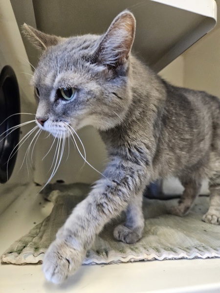 Kakapo, an adoptable Domestic Short Hair in Duluth, MN, 55802 | Photo Image 4