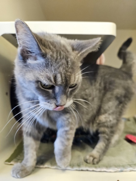 Kakapo, an adoptable Domestic Short Hair in Duluth, MN, 55802 | Photo Image 5