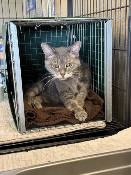 Kakapo, an adoptable Domestic Short Hair in Duluth, MN, 55802 | Photo Image 6