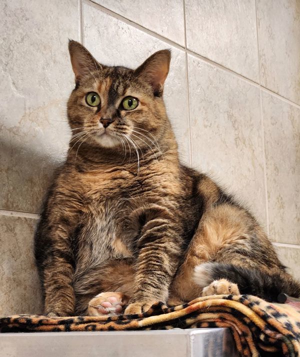 Okapi, an adoptable Domestic Short Hair in Duluth, MN, 55802 | Photo Image 1