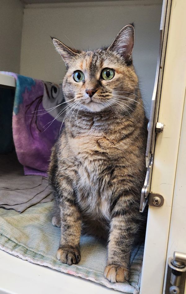 Okapi, an adoptable Domestic Short Hair in Duluth, MN, 55802 | Photo Image 3