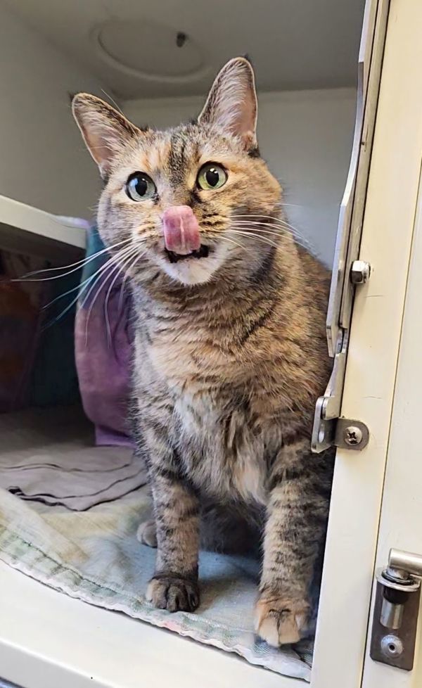 Okapi, an adoptable Domestic Short Hair in Duluth, MN, 55802 | Photo Image 4