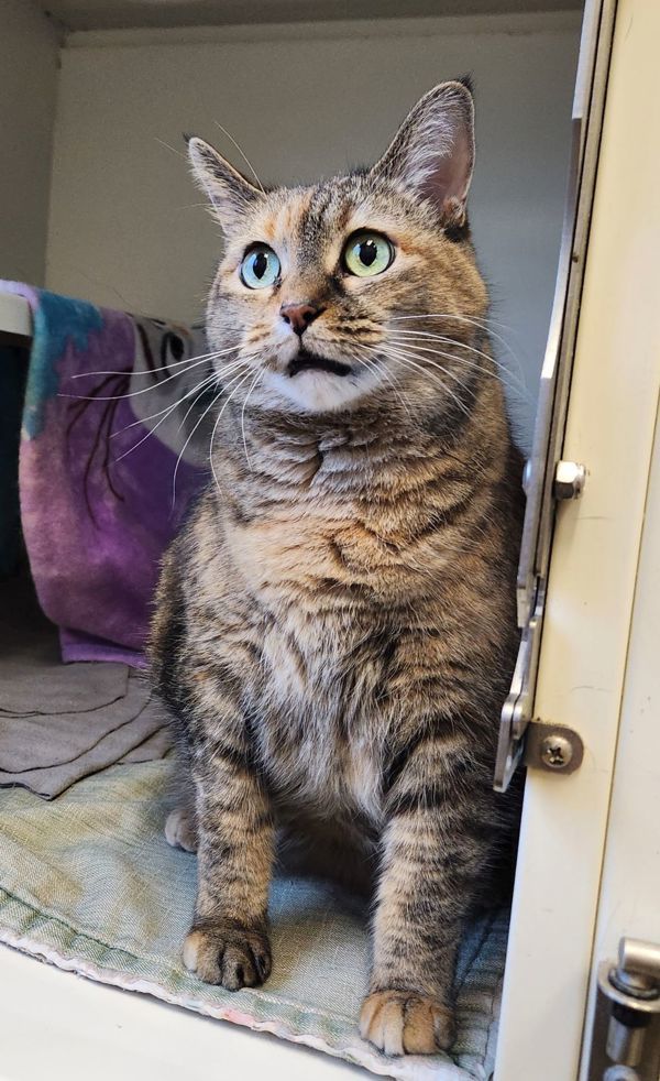 Okapi, an adoptable Domestic Short Hair in Duluth, MN, 55802 | Photo Image 5