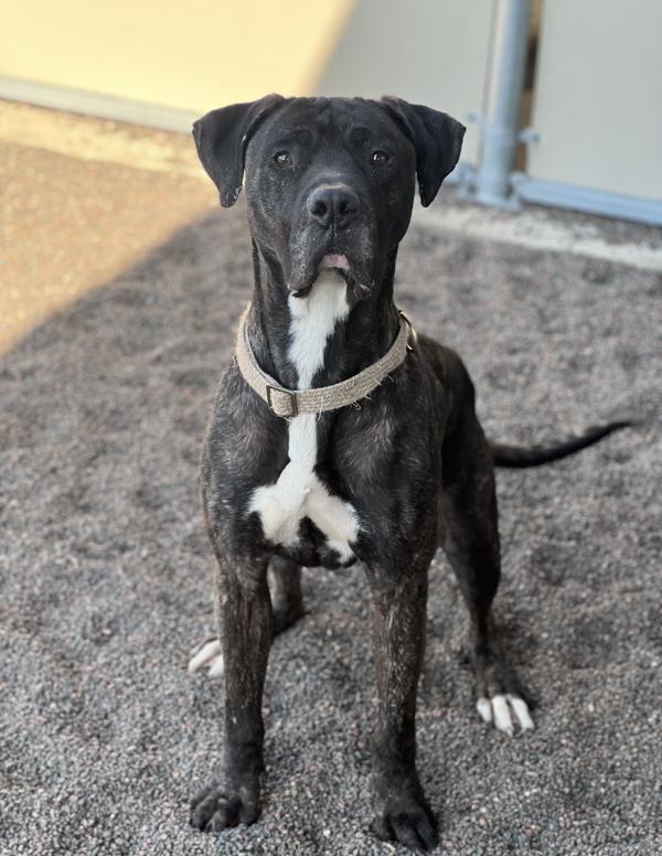 Joss, an adoptable Great Dane, Mastiff in Duluth, MN, 55802 | Photo Image 1