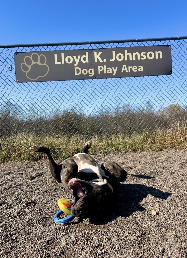 Joss, an adoptable Great Dane, Mastiff in Duluth, MN, 55802 | Photo Image 2