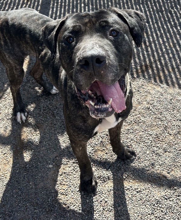 Joss, an adoptable Great Dane, Mastiff in Duluth, MN, 55802 | Photo Image 3