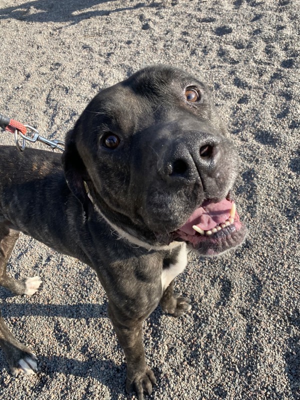 Joss, an adoptable Great Dane, Mastiff in Duluth, MN, 55802 | Photo Image 4