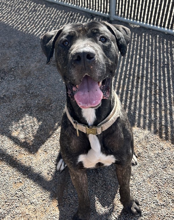 Joss, an adoptable Great Dane, Mastiff in Duluth, MN, 55802 | Photo Image 5