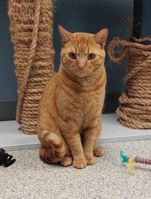 Fresca, Young Female Domestic Medium Hair