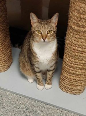 Samantha, Young Female Domestic Short Hair