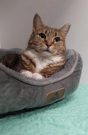 Gabriela, Young Female Domestic Short Hair