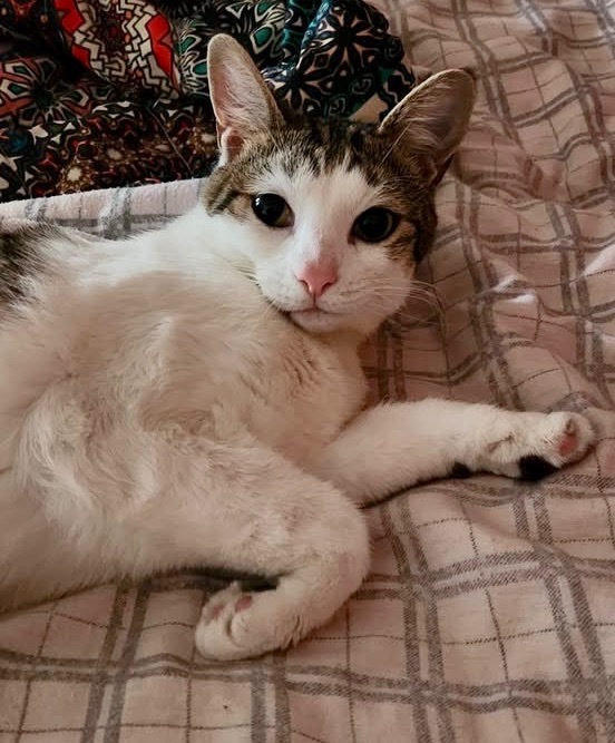 Mittens