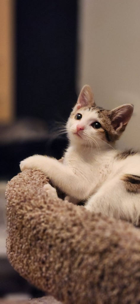 Mittens