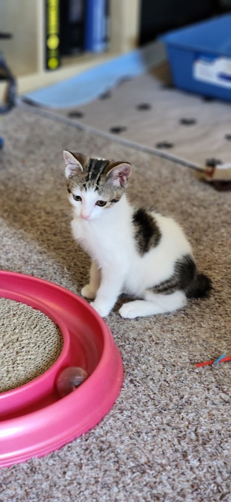 Mittens