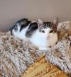 Mittens photo 4