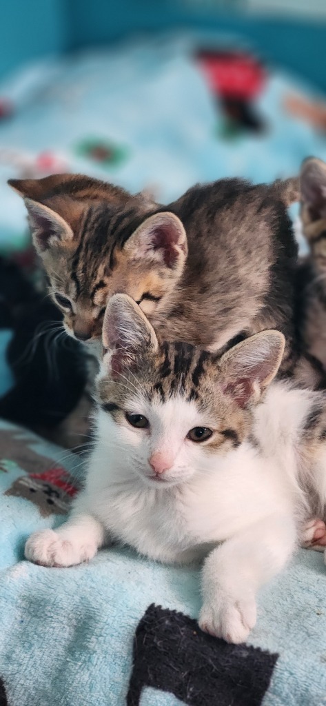 Mittens