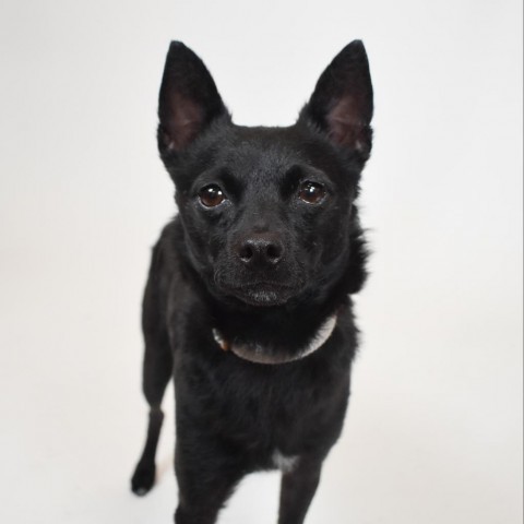 Guinness, an adoptable Schipperke, Chihuahua in West Palm Beach, FL, 33409 | Photo Image 1