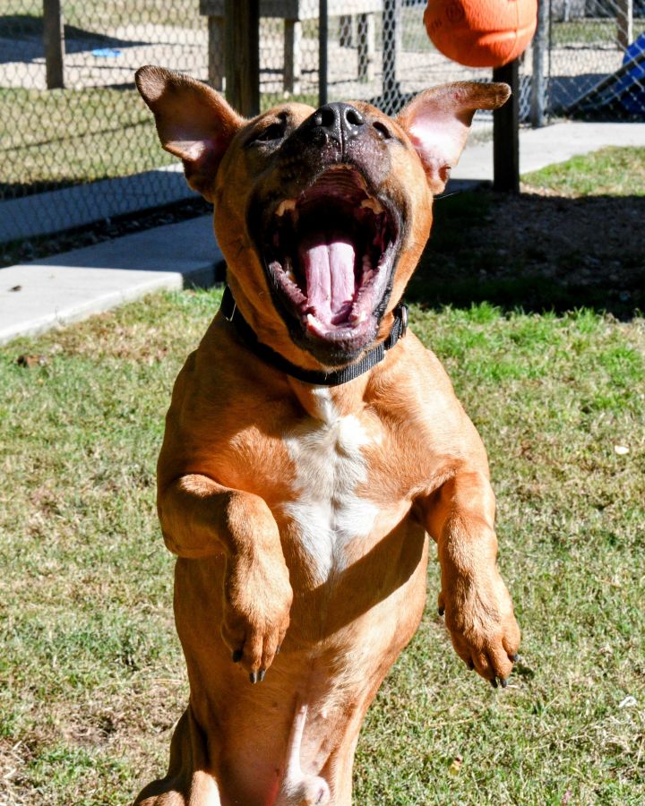 Howler 1