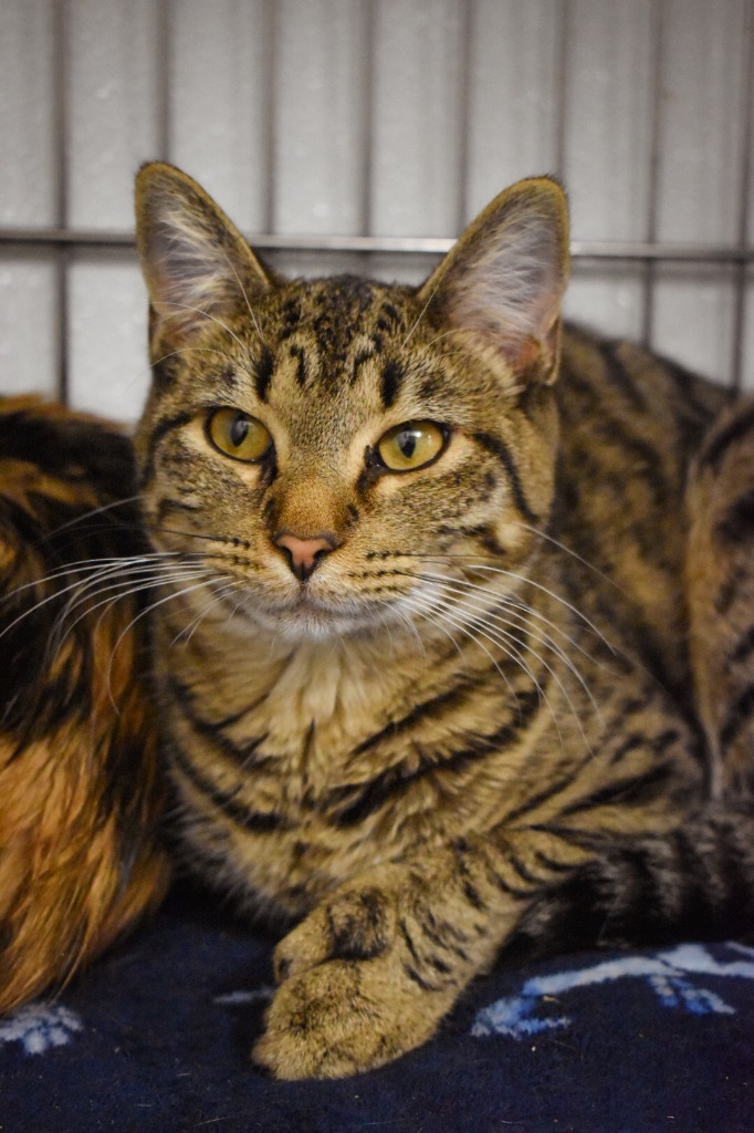 Tiptoe, an adoptable Domestic Short Hair in Rock Springs, WY, 82901 | Photo Image 1