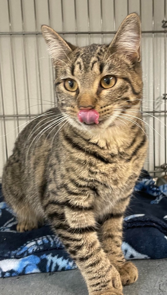 Tiptoe, an adoptable Domestic Short Hair in Rock Springs, WY, 82901 | Photo Image 2