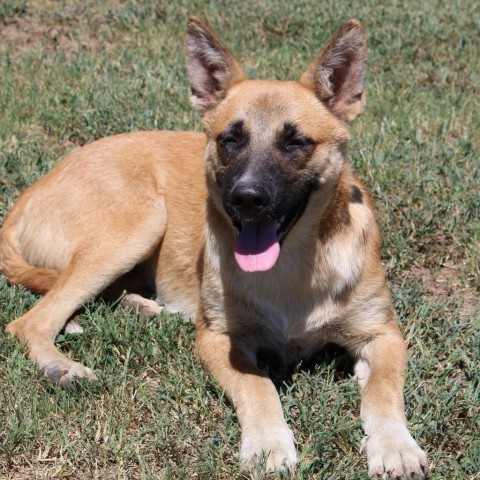 Sarge, an adoptable German Shepherd Dog in Duluth, MN, 55803 | Photo Image 1