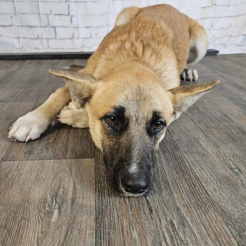 Sarge, an adoptable German Shepherd Dog in Duluth, MN, 55803 | Photo Image 4