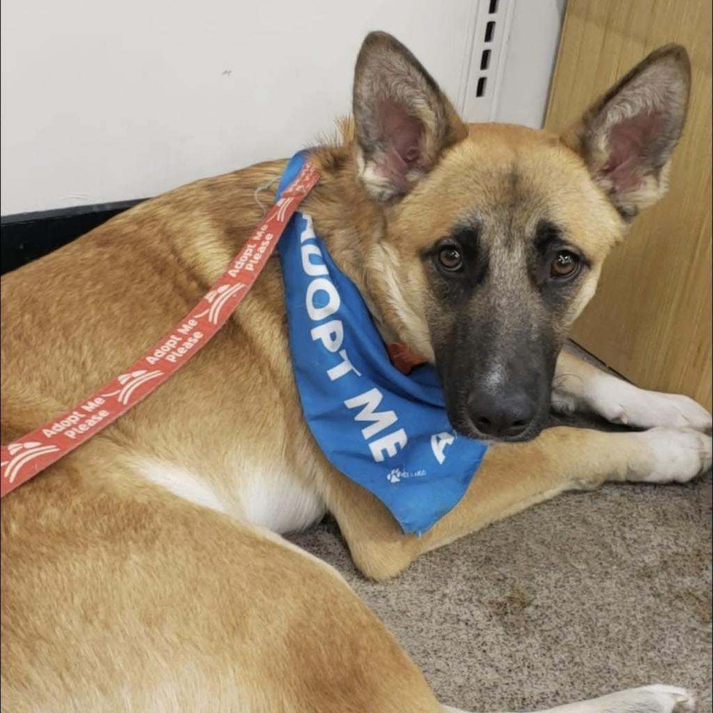 Sarge, an adoptable German Shepherd Dog in Sauk Rapids, MN, 56379 | Photo Image 5